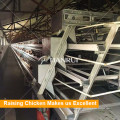 A Frame Hot Dipped Galvanized Poultry Equipment For Layers